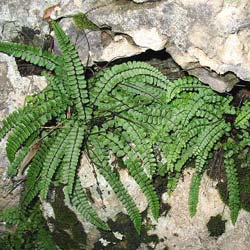 Helecho Asplenium trichomanes